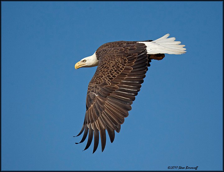 _1SB7616 american bald eagle.jpg